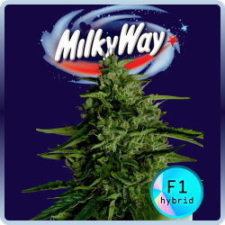 Weed Boutique | F1 Hybrid | Milky Way | Cover
