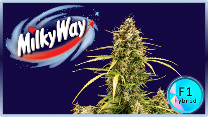 Maria & Johanna | Grow Blog | Milky Way | Featured