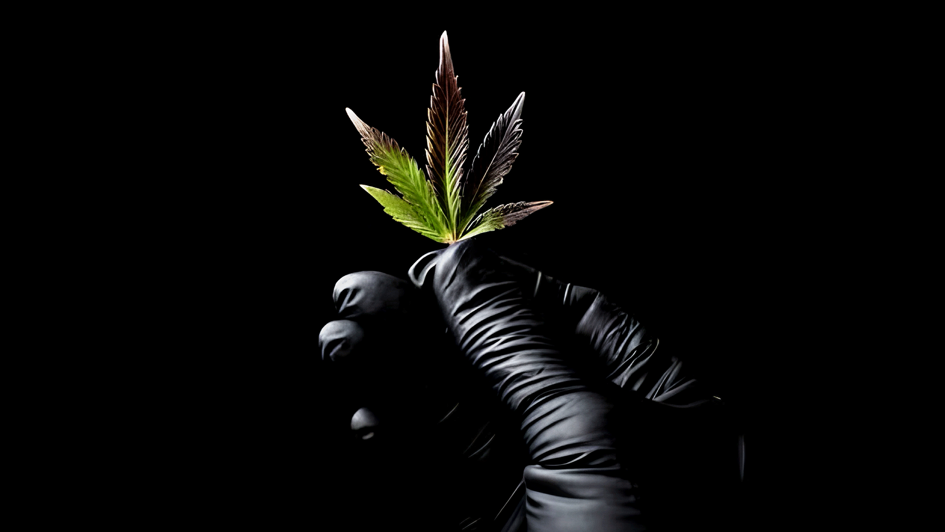 Weed Boutique | Über Uns | 10 Gebote