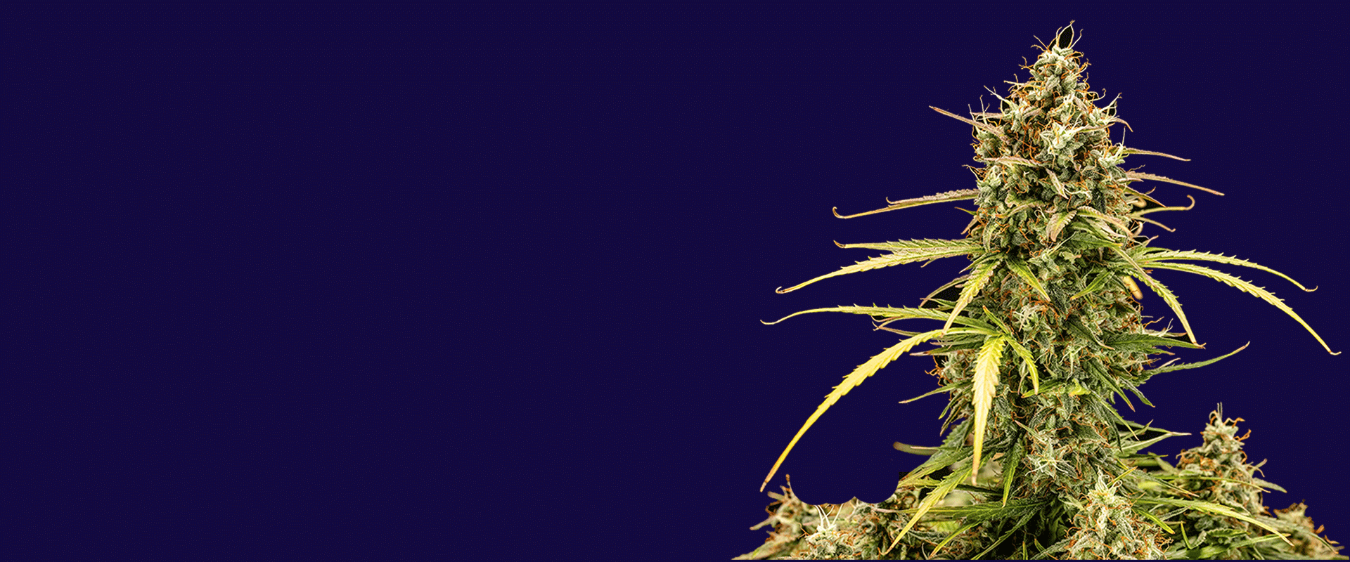 Weed Boutique | Home | Slider | Milky Way