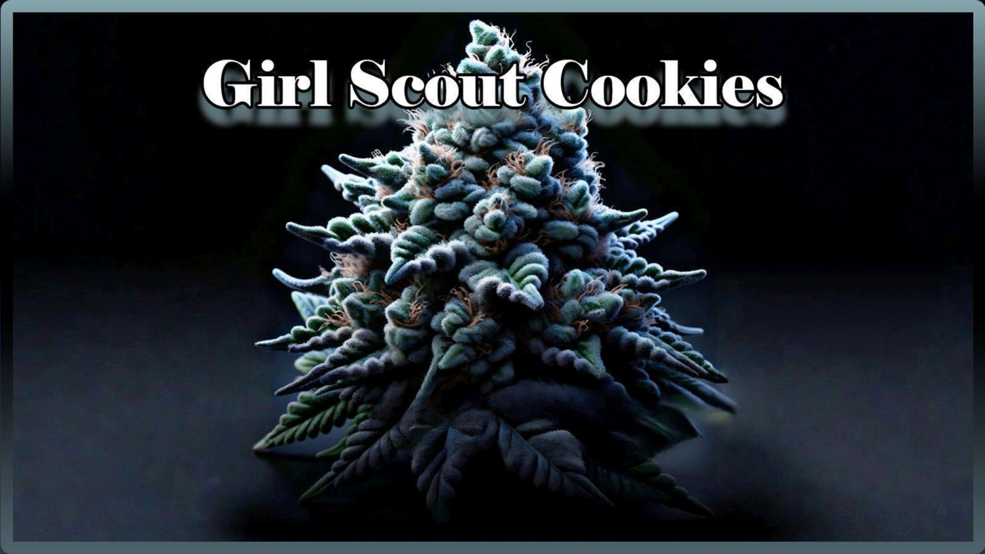 Maria und Johanna | Grow Blog | Hall Of Weed | Girl Scout Cookies