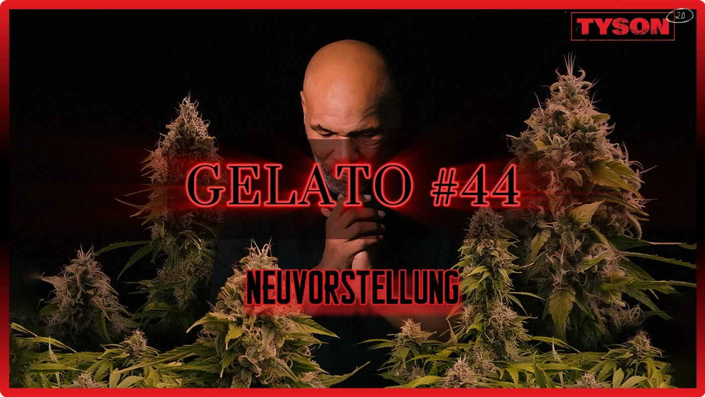 Gelato #44 | Neuvorstellung | Grow Blog | Maria und Johanna