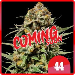 Weed Boutique | Gelato #44 | Cover