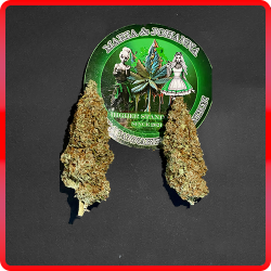 hp shop produkt gelato44 03