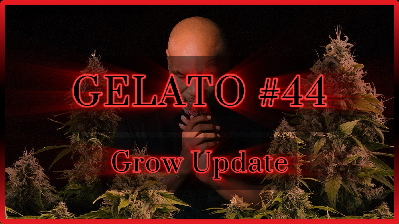 Gelato 44 Grow Update | Blütephase | Maria und Johanna