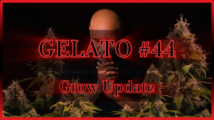 Gelato 44 Grow Update | Blütephase | Maria und Johanna
