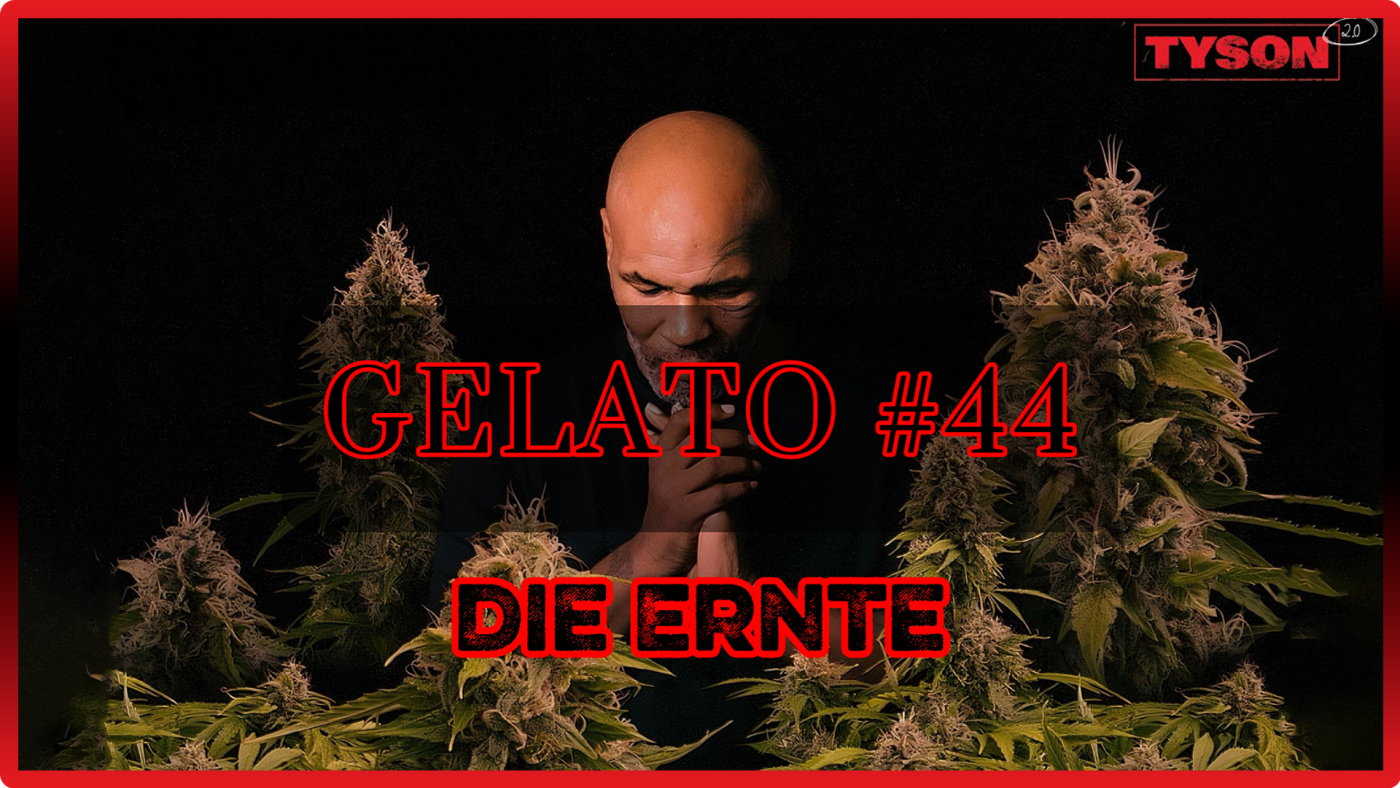 Gelato 44 | Grow Update | Ernte | Maria und Johanna